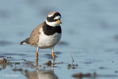 Ringed Plover / Bontbekplevier