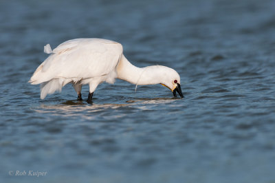 Lepelaar / Spoonbill