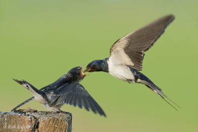 Barn Swallow / Boerenzwaluw