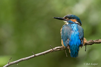 Kingfisher / IJsvogel