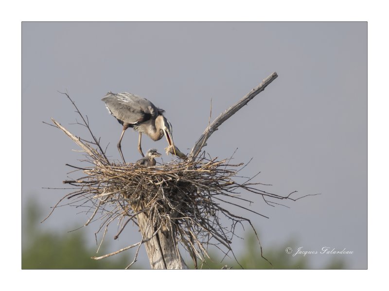 Grand Hron / Great Blue Heron