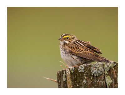 Bruant des prs / Savannah Sparrow