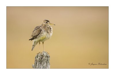 Maubche des champs / Upland Sandpiper