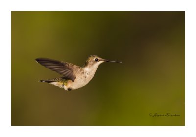 Colibri  gorge rubis femelle / Rufous hummingbird