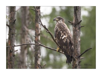 Pygargue  tte blanche / Bald Eagle