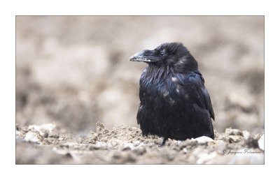 Grand Corbeau / Common raven
