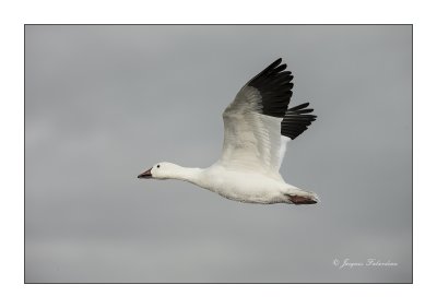 Oie des neiges / Snow Goose