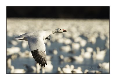 Oie des neiges / Snow Goose