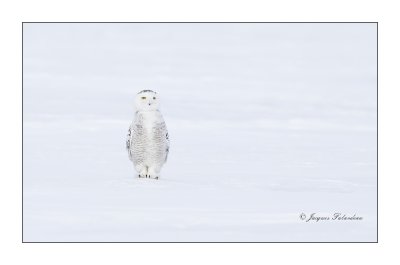 Harfang des neiges / Snowy Owl