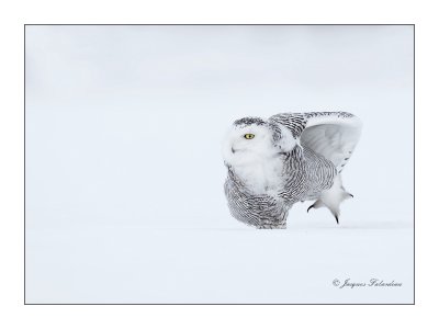 Harfang des neiges / Snowy Owl