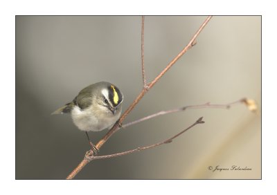 Roitelet  couronne dore / Golden-Crowned Kinglet