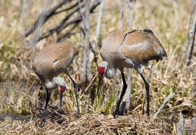 grue_du_canada__sandhill_crane