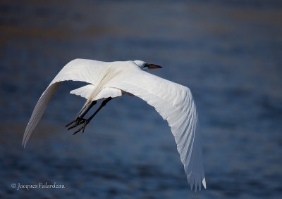 Grande aigrette / Great Egret