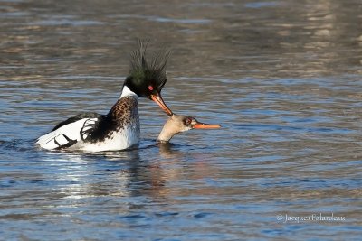 harle hupp / Marganser