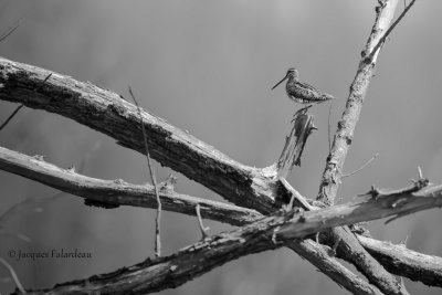 Bcassine de Wilson /Wilson`s Snipe