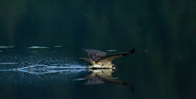 Balbuzard pcheur / Osprey