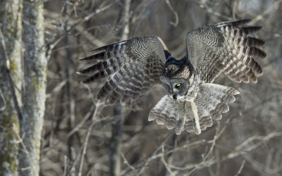 Chouette Lapone / Great Gray Owl