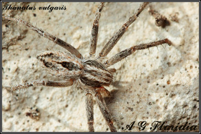 Philodromidae