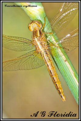 Crocothemis erythraea - immature female 