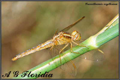 Crocothemis erythraea - immature female.