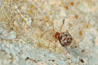 Theridion sp. 