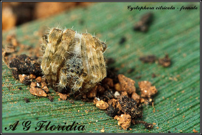 Cyrtophora citricola - female 