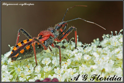 Rhynocoris erythropus