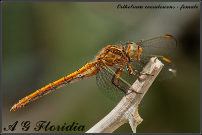 Orthetrum coerulescens - female