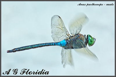 Anax parthenope - male 