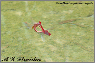 Crocothemis erythraea - cupola 