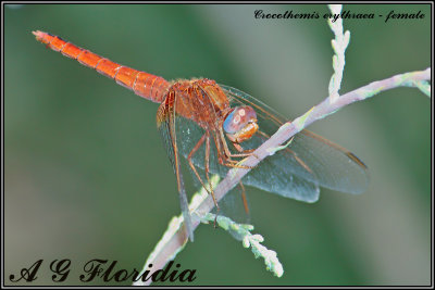 Crocothemis erythraea - female 