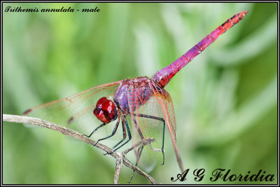 Trithemis annulata - male