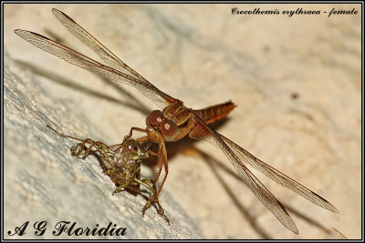 Crocothemis erythraea - female