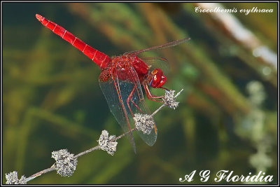 Crocothemis erythraea - male