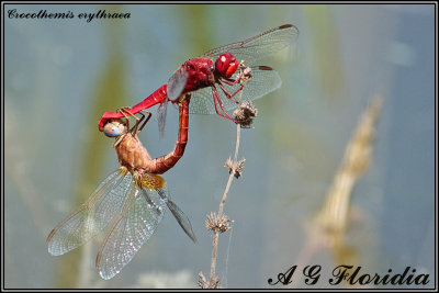 Crocothemis erythraea - cupola