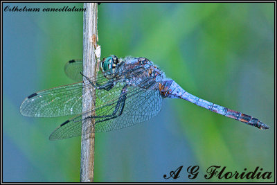 Orthetrum cancellatum - male