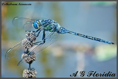 Orthetrum trinacria - male 