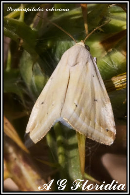 Geometridae