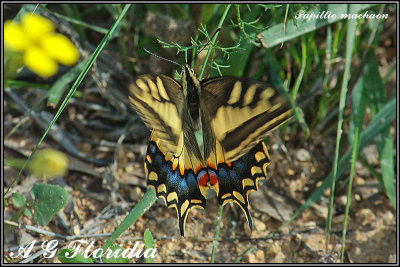 Papillio machaon