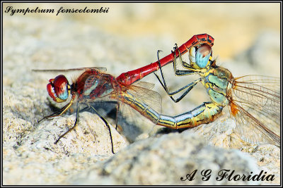 Sympetrum fonscolombii - cupola