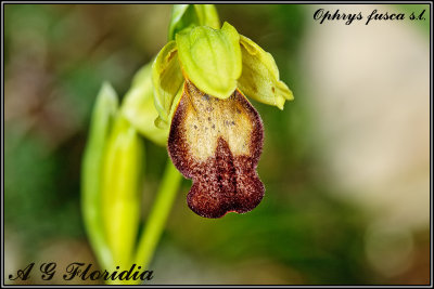 Ophrys fusca s.l.