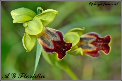 Ophrys fusca s.l. 