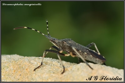 Dicranocephalus marginicollis 