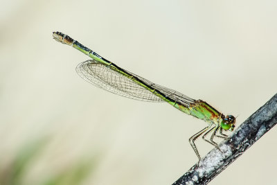 Ischnura genei - female