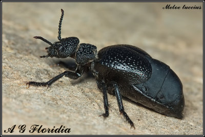 Meloe tuccius