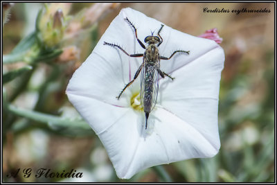 Flies (Diptera) of Malta