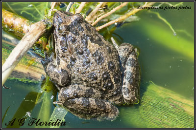 Discoglossus pictus pictus