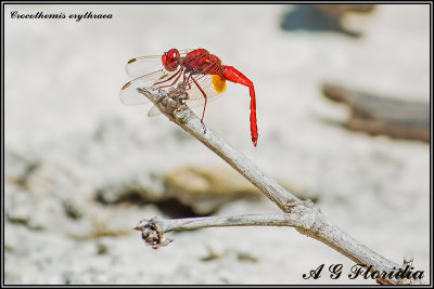 Crocothemis erythraea - male