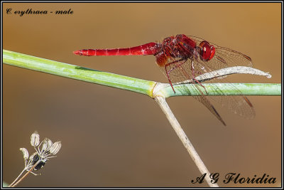 Crocothemis erythraea - male