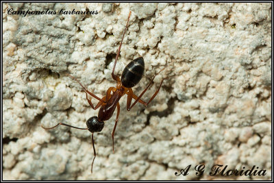 Camponotus barbaricus